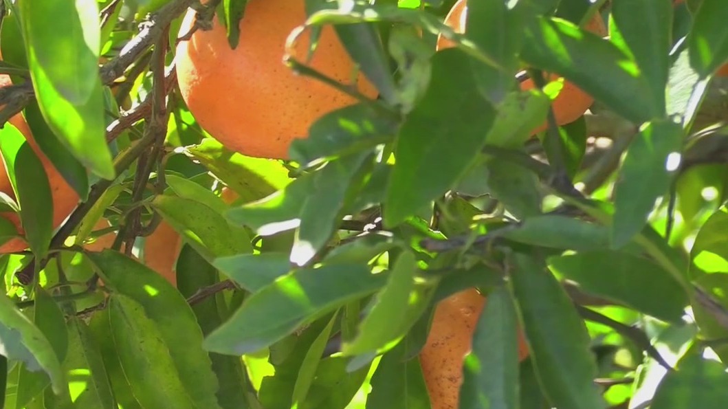Hillsborough County yard waste recycling program